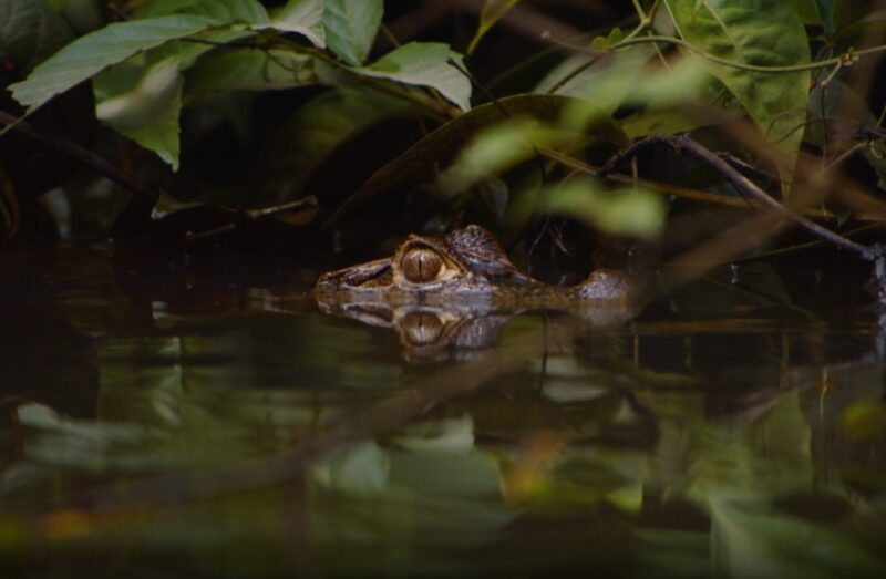 Human-Alligator Conflict